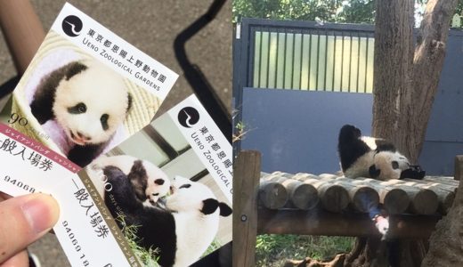 上野動物園で赤ちゃんパンダの「シャンシャン」を観てきた